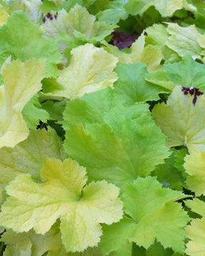 Heuchère Pistache - Heuchères - Heuchera Pistache