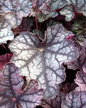 Heuchère Pewter Moon - Heuchères - Heuchera Pewter Moon