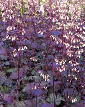 Heuchère Pinot Noir - Heuchères - Heuchera Pinot Noir