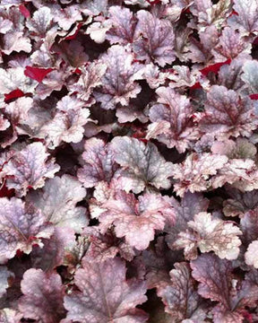 Heuchère Plum Pudding - Heuchères - Heuchera Plum Pudding