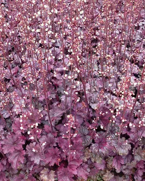 Heuchère Plum Royale - Heuchères - Heuchera Plum Royale