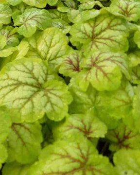 Heuchère Renoir - Heuchères - Heuchera Renoir ( MASTER PAINTERS series )