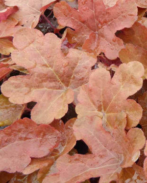 Heucherella Red Rover - Heuchères - Heucherella Red Rover