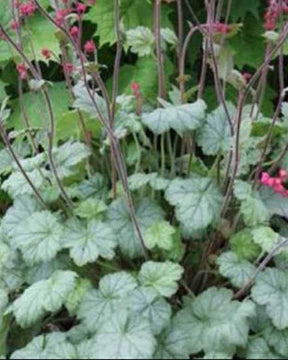 Heuchère Silver Dollar - Heuchères - Heuchera Silver Dollar