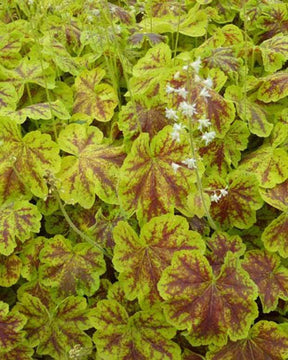 Heucherella Solar Eclipse - Heuchères - Heucherella Solar Eclipse