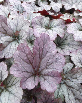 Heuchère Sloeberry - Heuchères - Heuchera Sloeberry ( INDIAN SUMMER series )