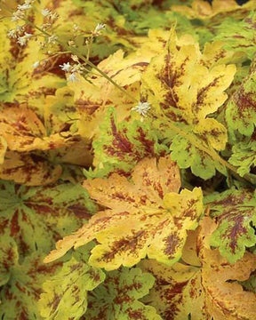 Heucherella Solar Power - Heuchères - Heucherella Solar Power