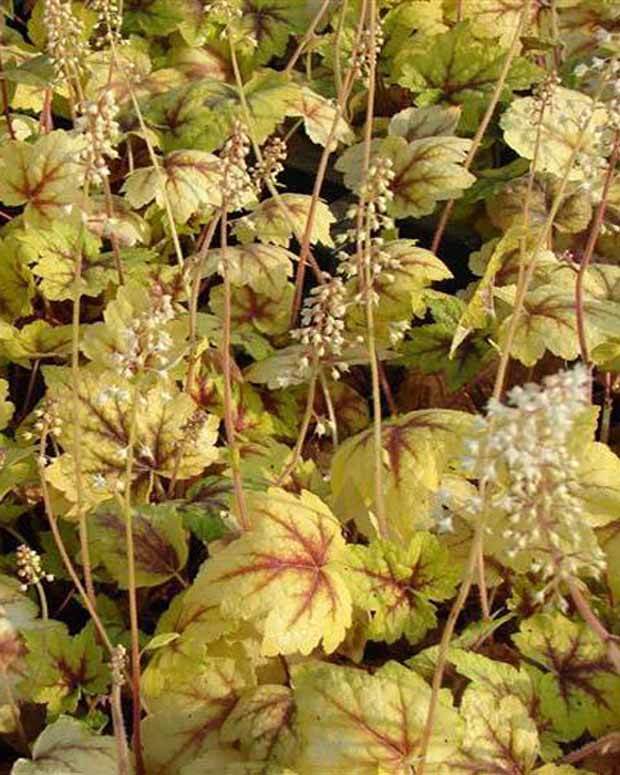 Heucherellae Stoplight - Heuchères - Heucherella Stoplight