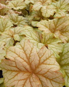 Heuchère Topaz Jazz - Heuchères - Heuchera Topaz Jazz 