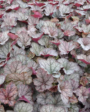 Heucherella Twilight - Heuchères - Heucherella Twilight