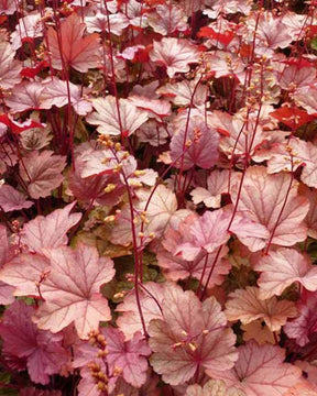 Heuchère Vienna - Heuchères - Heuchera Vienna ( CITY series )