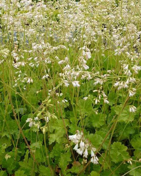 Heuchère sanguine White Cloud - Heuchères - HEUCHERA SANGUINEA WHITE CLOUD