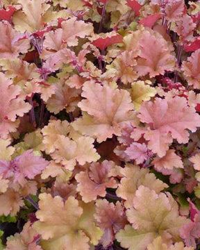 Heuchère Marmalade - Heuchères - Heuchera Marmalade