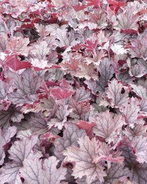 Heucherella Plum Cascade - Heuchères - Heucherella Plum Cascade