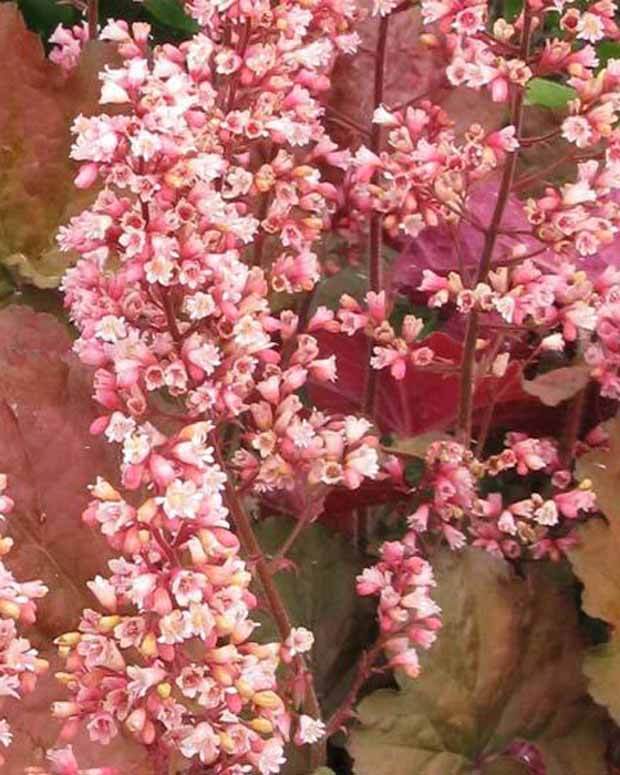 Heuchère Pink Pearls - Heuchères - Heuchera Pink Pearls