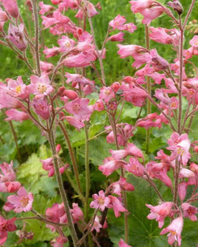 Heuchère sanguine de Bressingham - Heuchères - Heuchera sanguinea Bressingham Hybrids