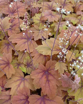 Heucherella Sweet Tea - Heuchères - Heucherella Sweet Tea