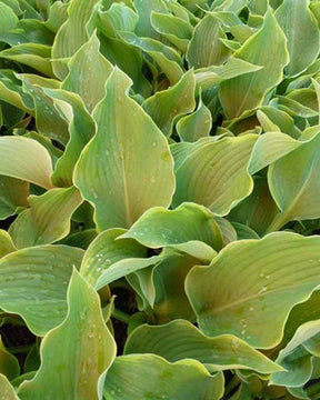 Hosta Abba Dabba Do - Hosta - Hosta Abba Dabba Do