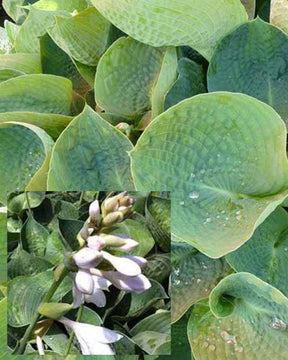 Hosta Drinking Gourd - Hosta - Hosta Abiqua Drinking Gourd