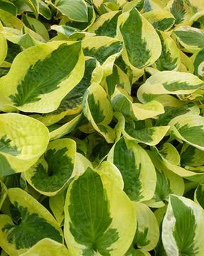 Hosta Brim Cup - Hosta - Hosta Brim Cup