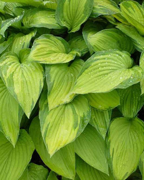 Hosta à feuilles jaunes Albopicta - Hosta - Hosta Fortunei Albopicta