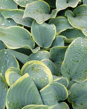 Hosta Frosted Dimples - Hosta hybride frosted dimples - Plantes