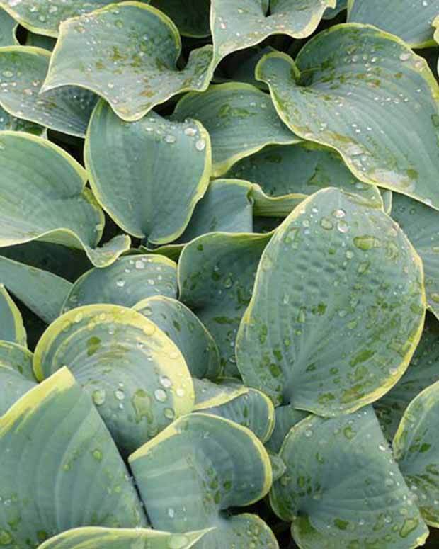 Hosta Frosted Dimples - Hosta hybride frosted dimples - Plantes vivaces