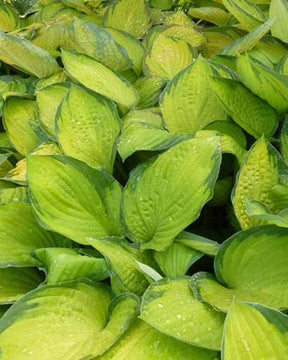 Hosta Gold Standard - Hosta - Hosta Gold Standard