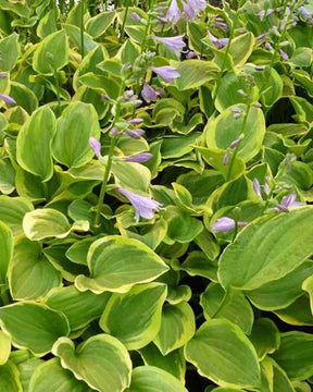 Hosta Golden Tiara - Hosta - Hosta Golden Tiara