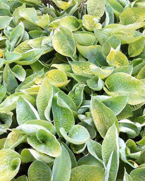 Hosta Abiqua Ariel - Hosta - Hosta Abiqua Ariel