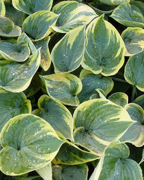 Hosta Aristocrat - Hosta - Hosta Aristocrat