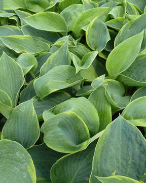 Hosta Alvatine Taylor - Hosta - Hosta Alvatine Taylor