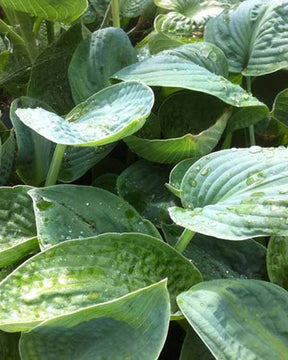 Hosta Big Chance Funkia - Hosta - Hosta Big Chance