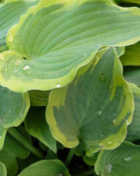 Hosta Bold Out Of the Blue - Hosta - Hosta Bold Out Of The Blue