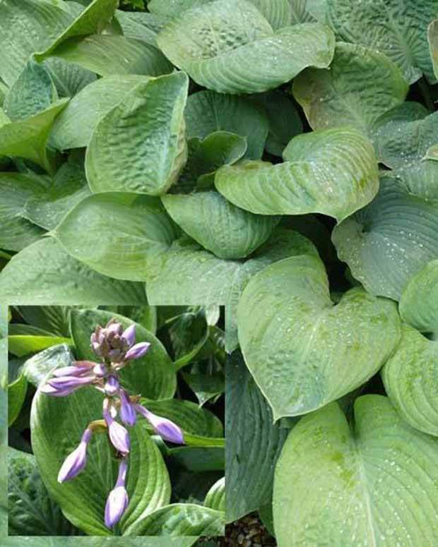 Hosta Blue Umbrellas - Hosta - HOSTA HYBRIDE BLUE UMBRELLAS 