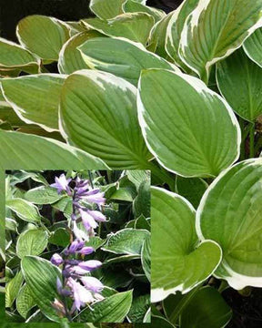 Hosta Carol Funkia - Hosta - HOSTA HYBRIDE CAROL 