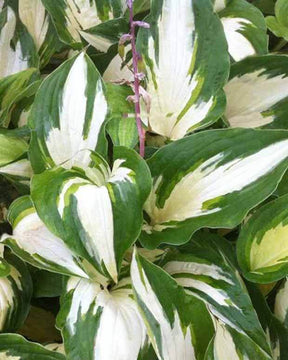 Hosta Christmas Candy - Hosta - HOSTA HYBRIDE CHRISTMAS CANDY 