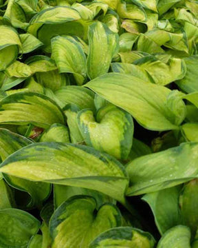 Hosta Color glory Funkia - Hosta - Hosta Color Glory