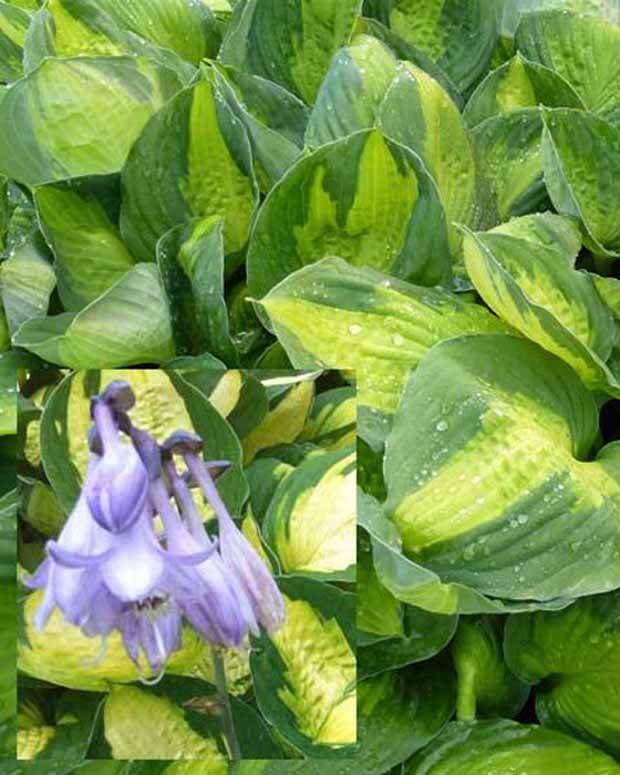 Hosta Captain Kirk - Hosta - HOSTA HYBRIDE CAPTAIN KIRK 