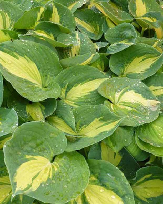 Hosta Dream Queen - Hosta - Hosta Dream Queen