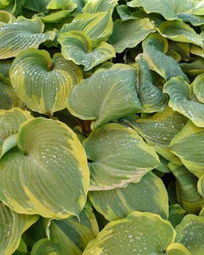 Hosta Earth Angel Funkia - Hosta - Hosta Earth Angel