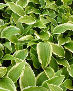 Hosta Emily Dickinson Funkia - Hosta - Hosta Emily Dickinson