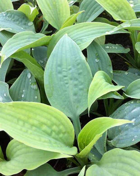 Hosta Fragrant Blue Funkia - Hosta - Hosta Fragrant Blue