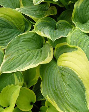 Hosta Fragrant Dream - Hosta - Hosta Fragrant Dream