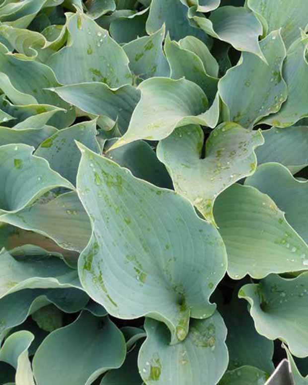 Hosta Flemish Sky - Hosta - Hosta Flemish Sky