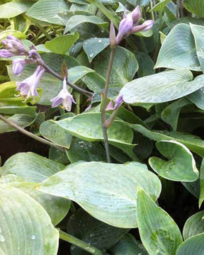 Hosta Grey Beauty Funkia - Hosta - Hosta Grey Beauty