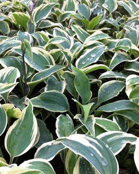 Hosta Great Escape - Hosta - Hosta Great Escape