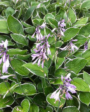 Hosta Green Gold - Hosta - Hosta Green Gold