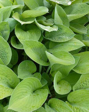 Hosta Gold Regal Funkia - Hosta - HOSTA HYBRIDE GOLD REGAL 