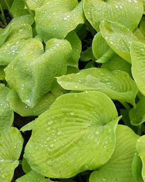 Hosta Golden Sunburst - Hosta - HOSTA HYBRIDE GOLDEN SUNBURST 